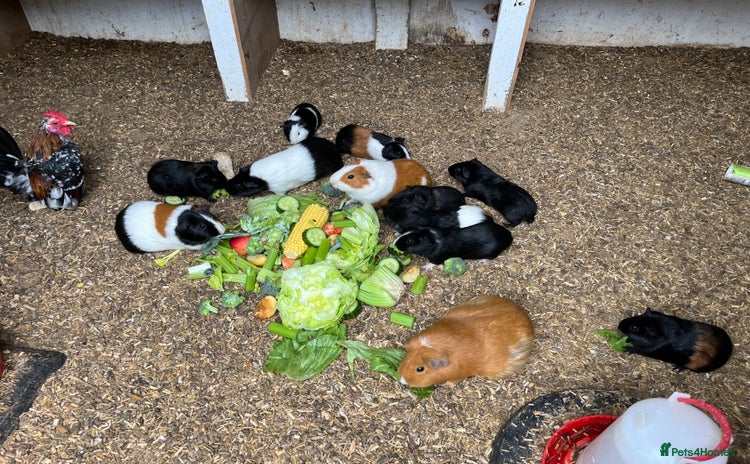 Guinea Pig rodents - Advert 1
