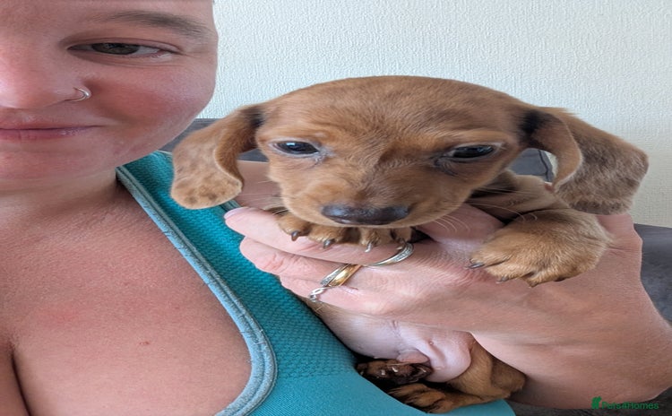 Miniature Dachshund dogs - Advert 1