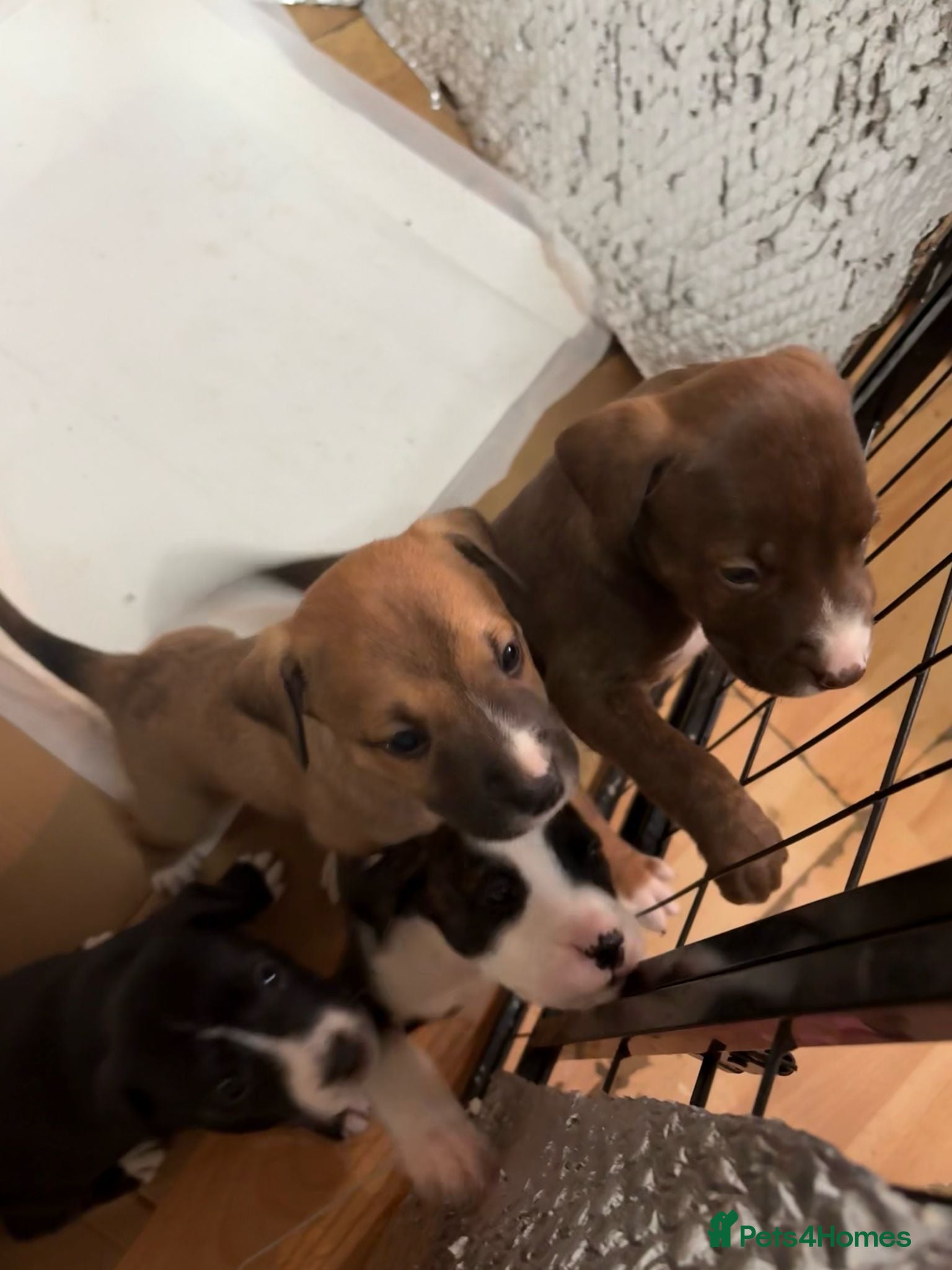 Mixed Breed dogs 6 Belgian Malinois x American Bull Staffy Puppies - Advert 1