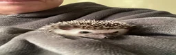 Pygmy Hedgehog rodents for sale: Beautiful boy Pygmy hedgehog  in Lichfield - Advert 3