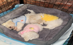 Maltese dogs for sale: Maltese Bichon Puppies Ready to Melt Your Heart! - Image 5