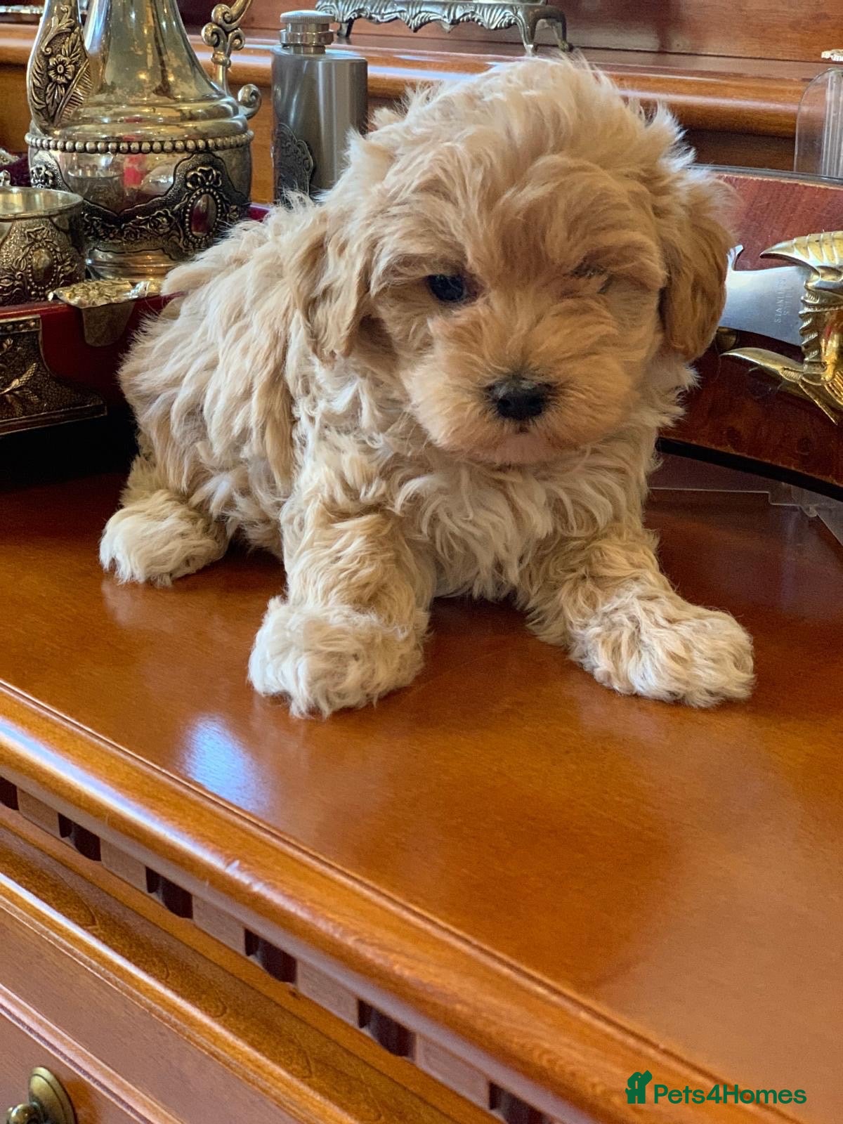 Maltipoo dogs Beautiful Korean Maltipoo Puppies–3 Girls &2 Boys  - Advert 15