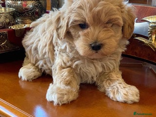 Maltipoo dogs Beautiful Korean Maltipoo Puppies–3 Girls &2 Boys - Advert 17