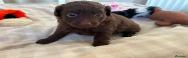 Pomapoo 