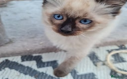 Ragdoll cats for sale: Pure Ragdoll kittens  - Image 2