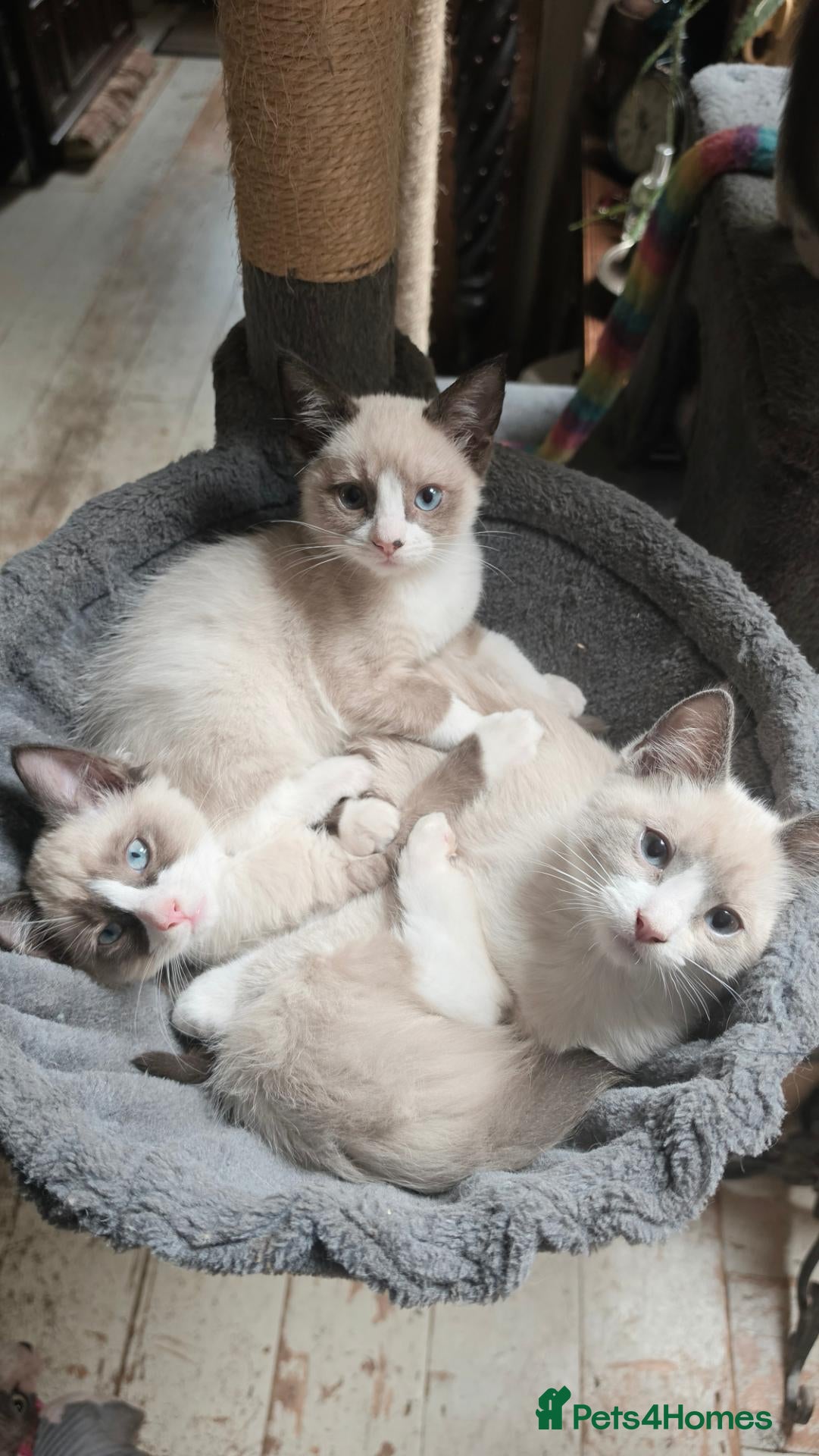 Mixed Breed cats Burmese crossed with Ragdoll  kittens  - Advert 1