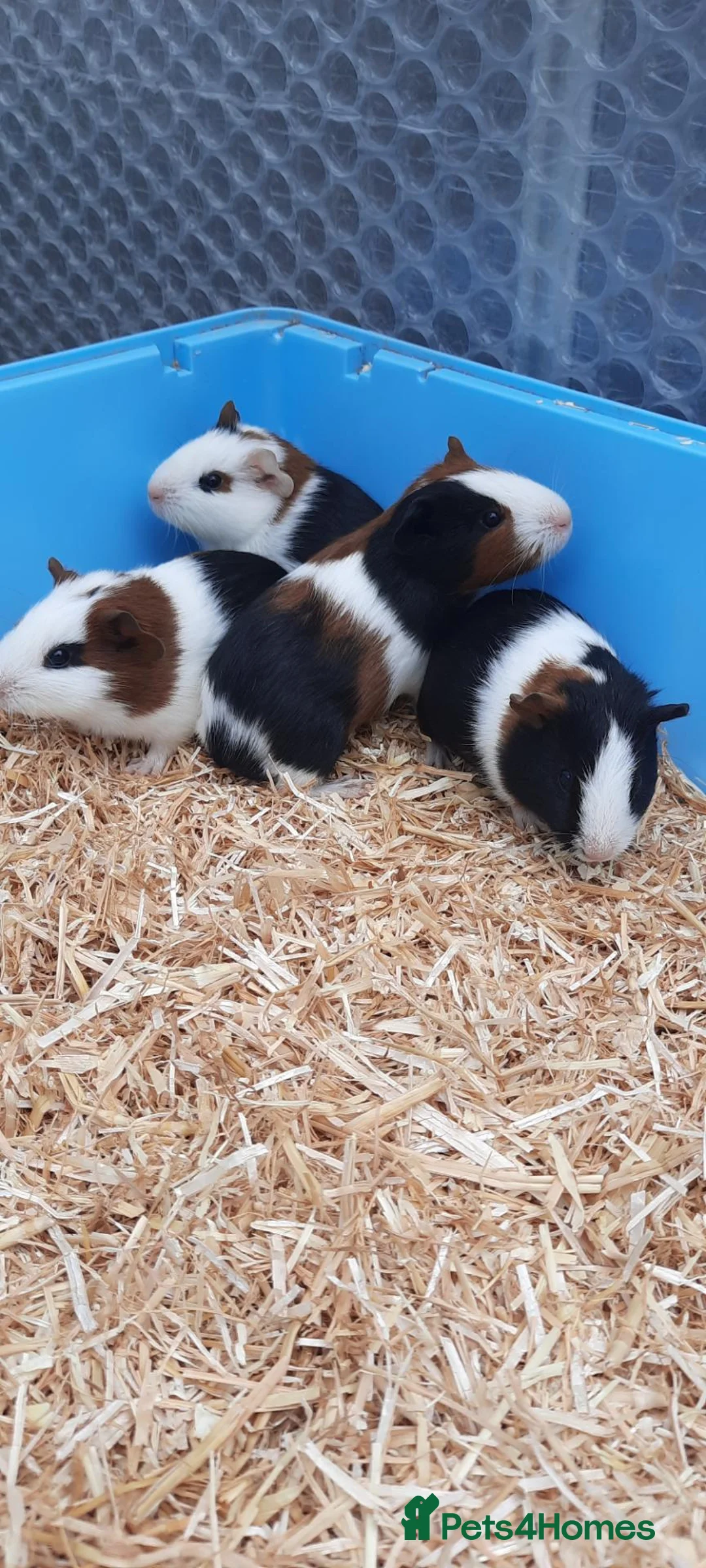 Guinea Pig rodents for sale: Guinea pigs - Advert 6