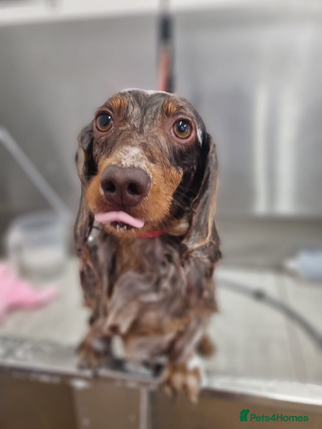 Miniature Dachshund dogs for sale: Female chocolate silver dapple long haired  - Advert 3