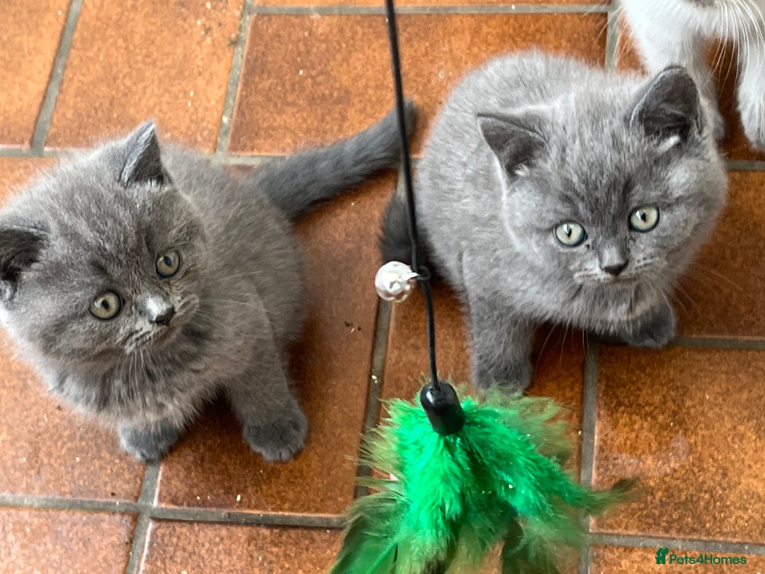 British Shorthair cats for sale: Gorgeous British shorthaired kittens - Image 6