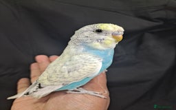 Budgerigars birds for sale: Silly hand tamed baby budgies for sale  - Advert 2