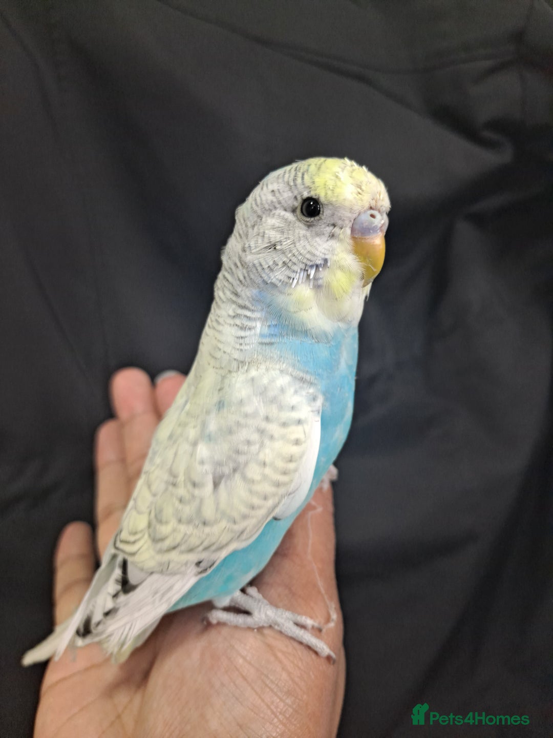 Budgerigars birds for sale: Silly hand tamed baby budgies for sale  - Advert 2