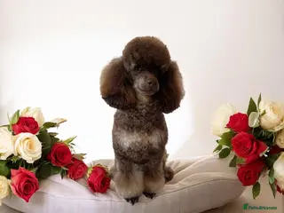 Toy Poodle dogs KC CHOCOLATE PHANTOM BOY - Advert 1