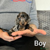 Miniature Dachshund dogs Miniature Dachshund - Advert 2