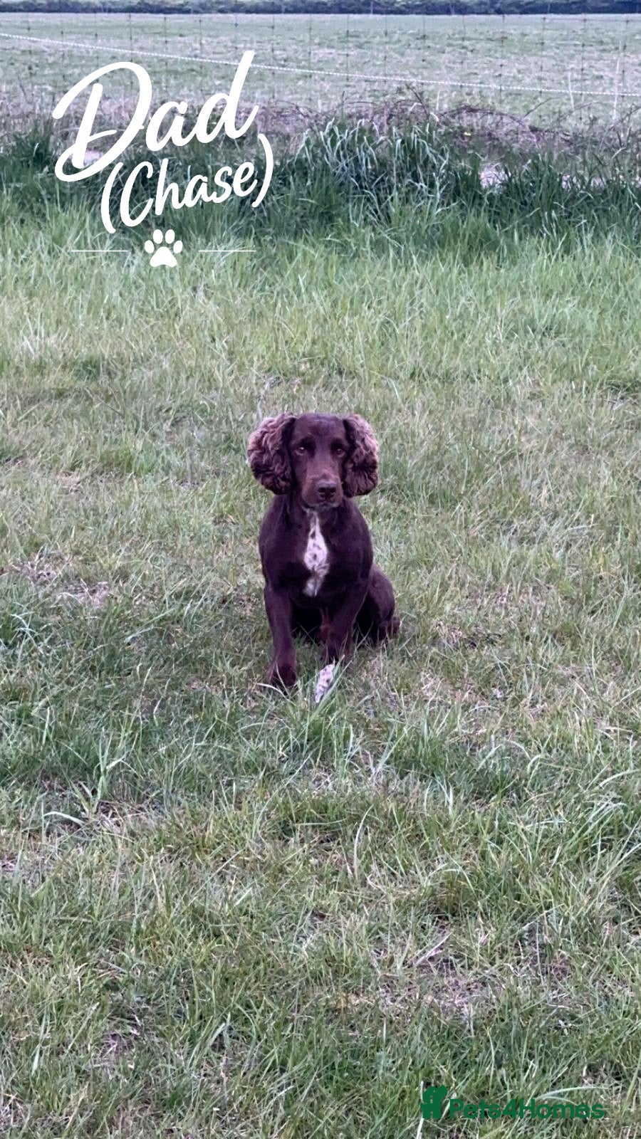 Cocker Spaniel dogs Beautiful Working Cocker Spaniel Puppies 🐾 - Advert 2