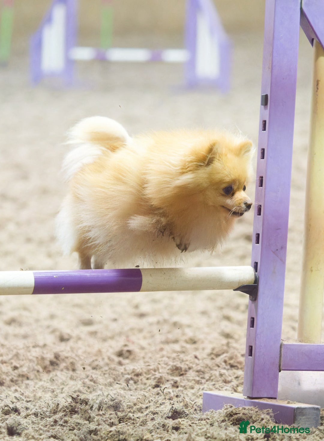 Pomeranian dogs for sale: Tiny Female Black Pomeranian Puppy  - Advert 1