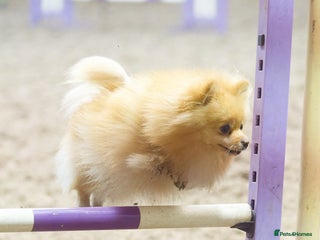 Pomeranian dogs Tiny Female Black Pomeranian Puppy - Advert 1