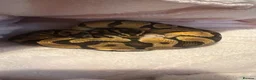 Python Snake reptiles for sale: Royal python  - Advert 1