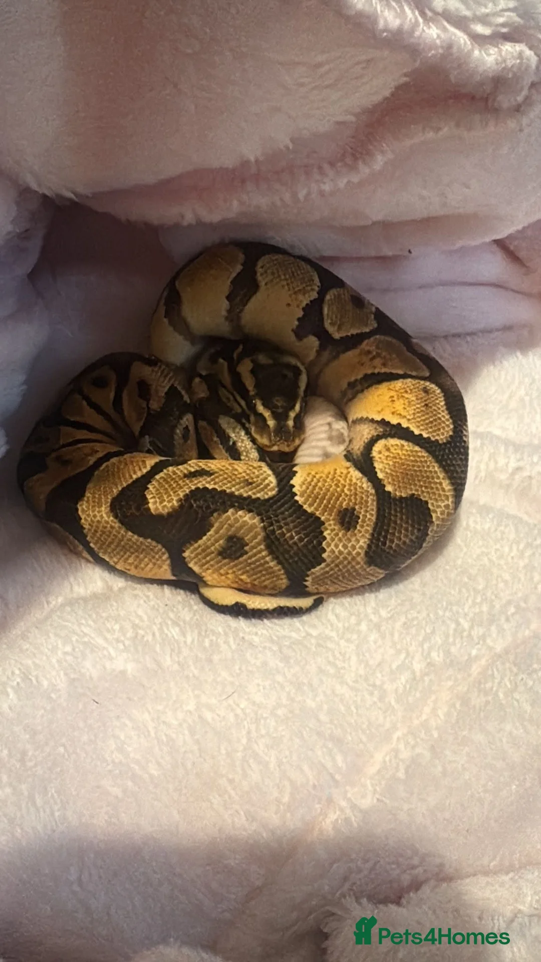 Python Snake reptiles for sale: Royal python  - Advert 1