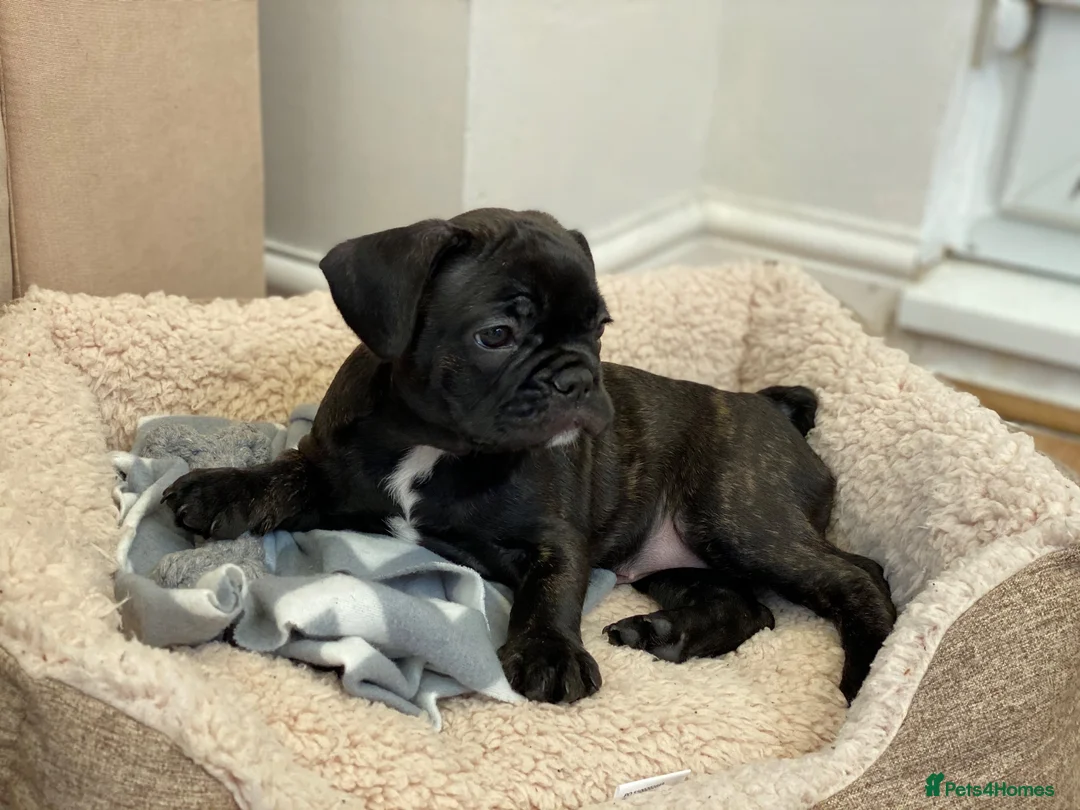 French Bulldog dogs for sale: The Cutest French Bulldog - Advert 4