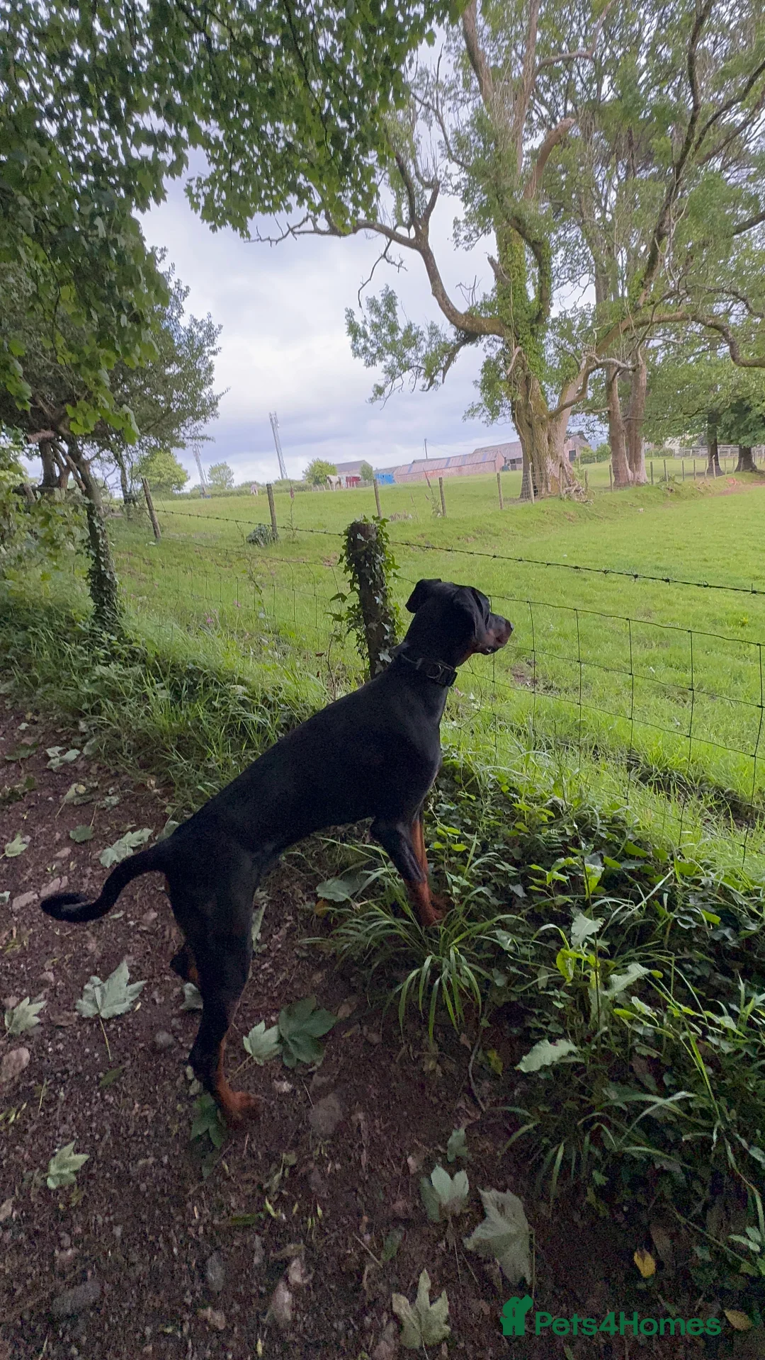 Dobermann dogs for sale: Fully Trained, KC registered Doberman - Advert 6