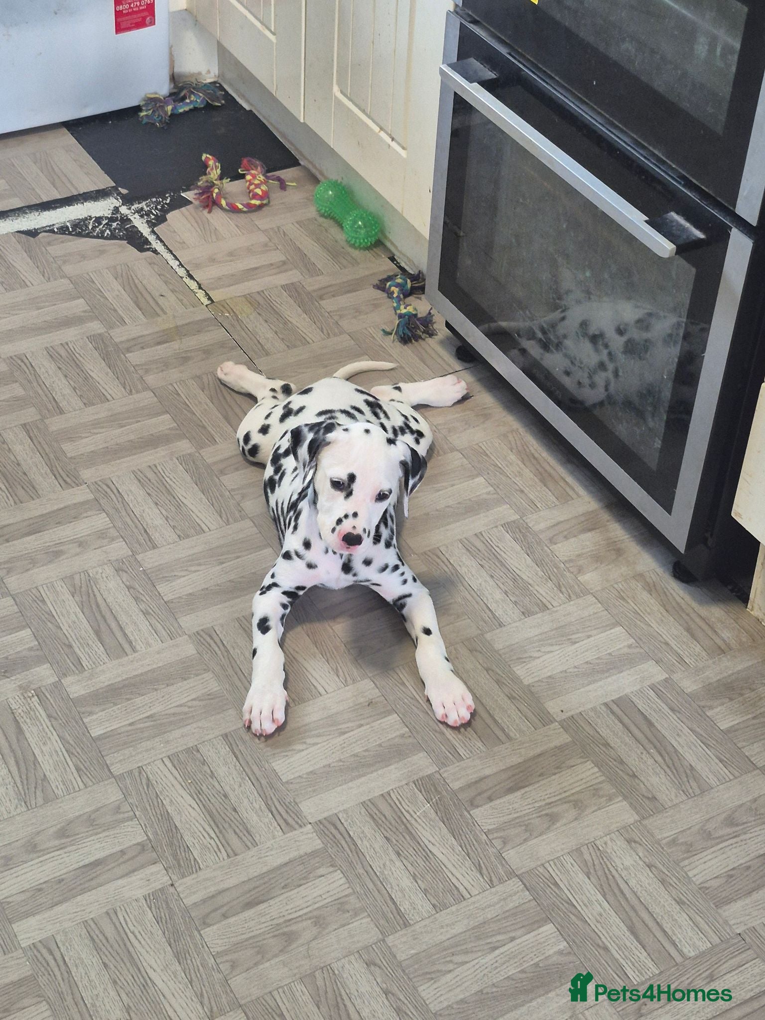 Dalmatian dogs Litter of pure Dalmatian puppies - Advert 2
