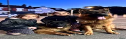 German Shepherd dogs for sale: 💥Champion🩸line KC Reg GermanShepherd puppy’s GSD - Advert 24