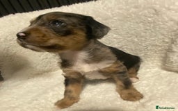 Mixed Breed dogs for sale: Staffypoos for sale - Image 2
