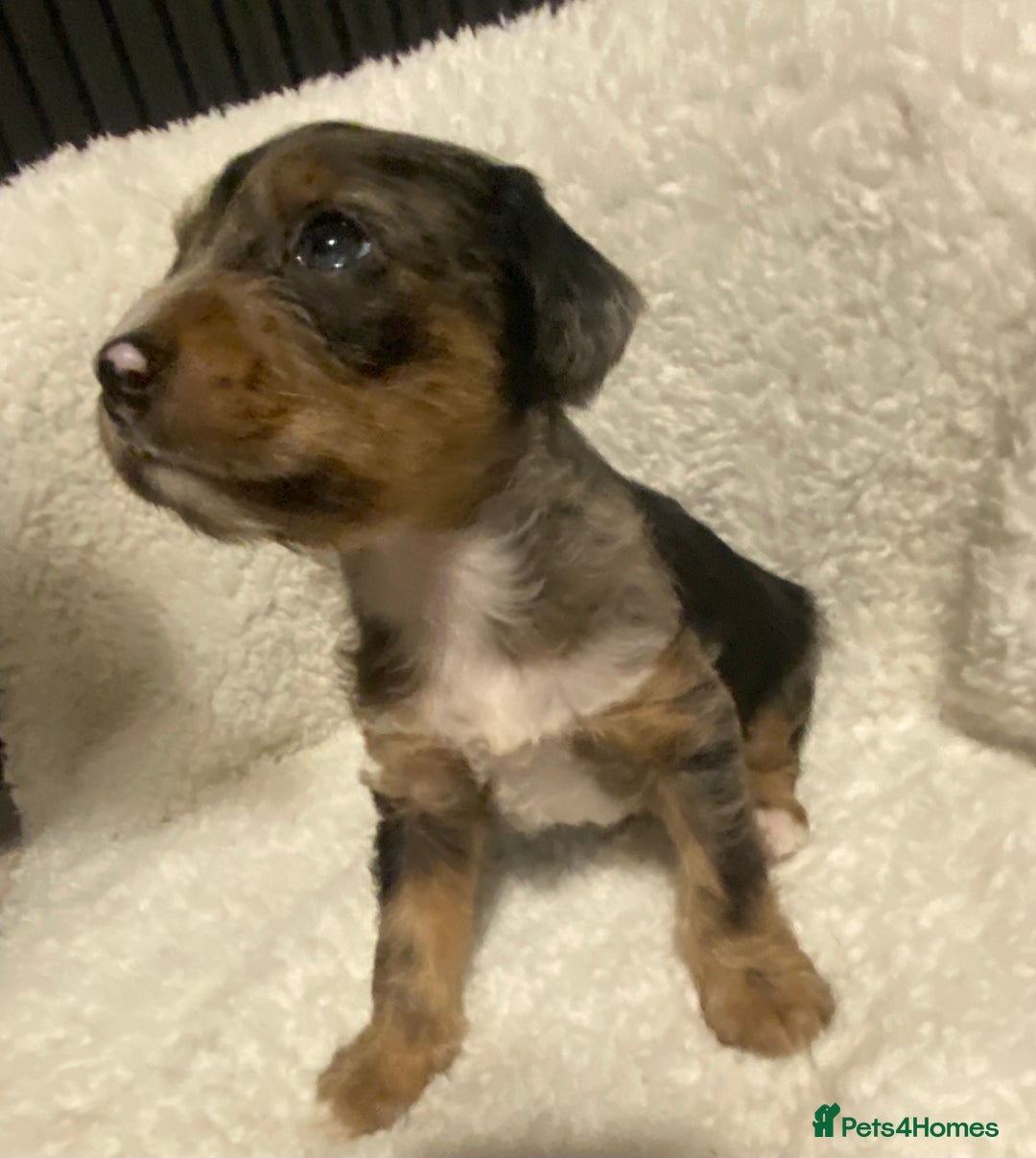 Mixed Breed dogs for sale: Staffypoos for sale - Image 2