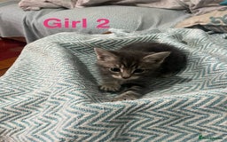 Mixed Breed cats for sale: 🐱 Gorgeous Kittens For Sale🐱 - Image 10