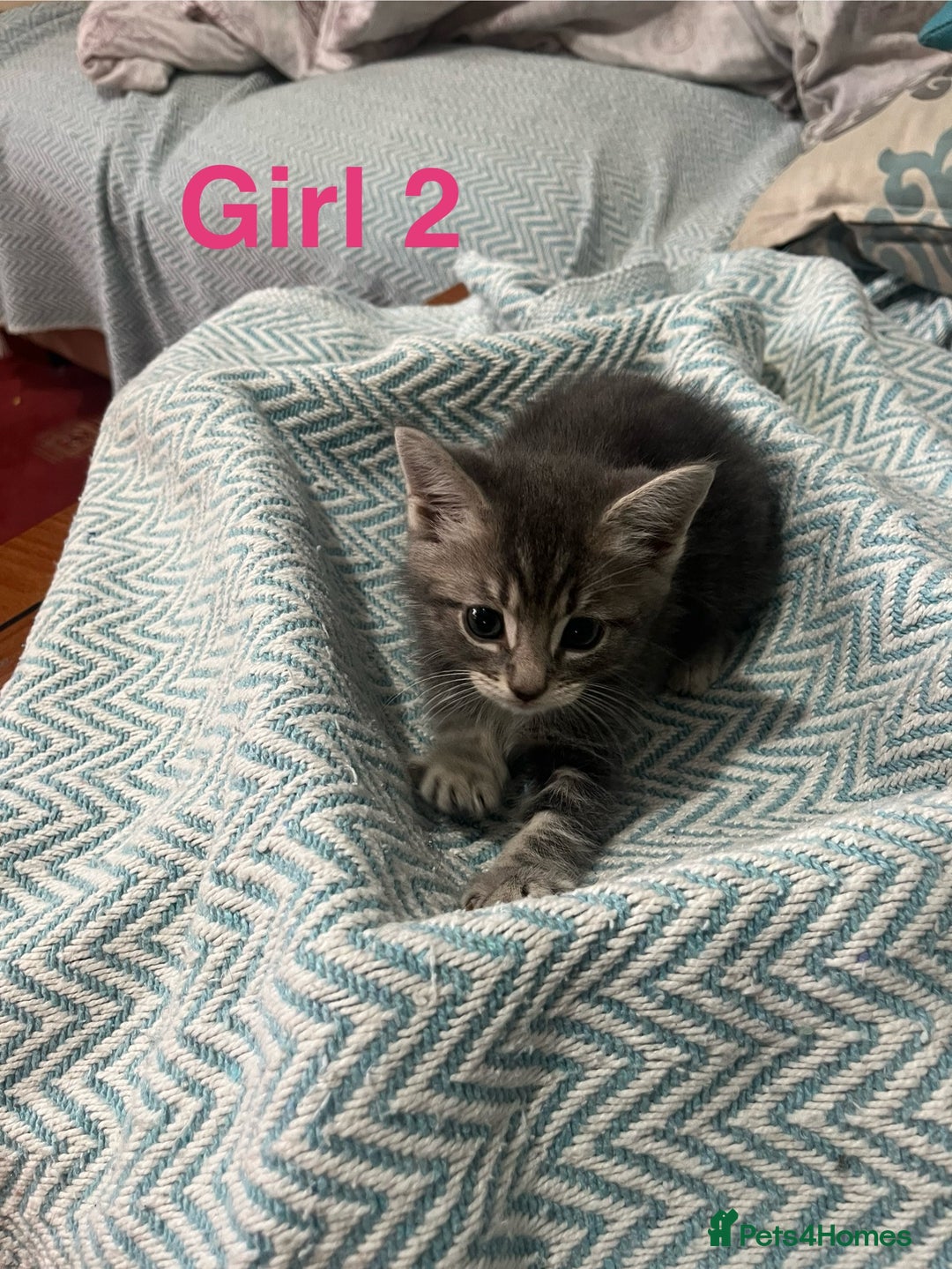 Mixed Breed cats for sale: 🐱 Gorgeous Kittens For Sale🐱 - Image 10