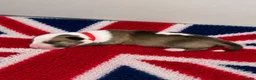 English Bull Terrier dogs for sale: Stunning KC Registered English Bullterrier Puppies - Advert 1