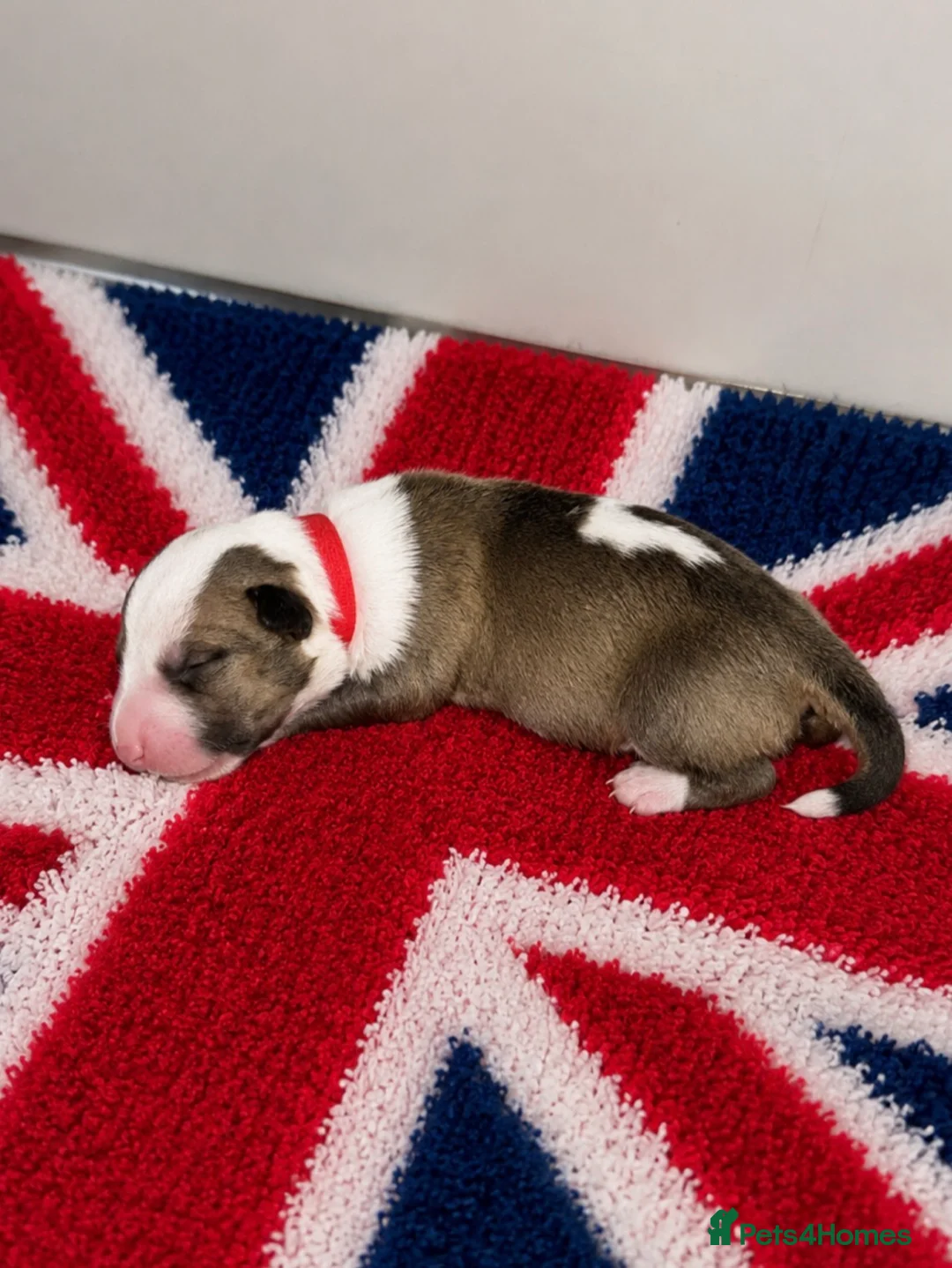 English Bull Terrier dogs for sale: Stunning KC Registered English Bullterrier Puppies - Advert 1
