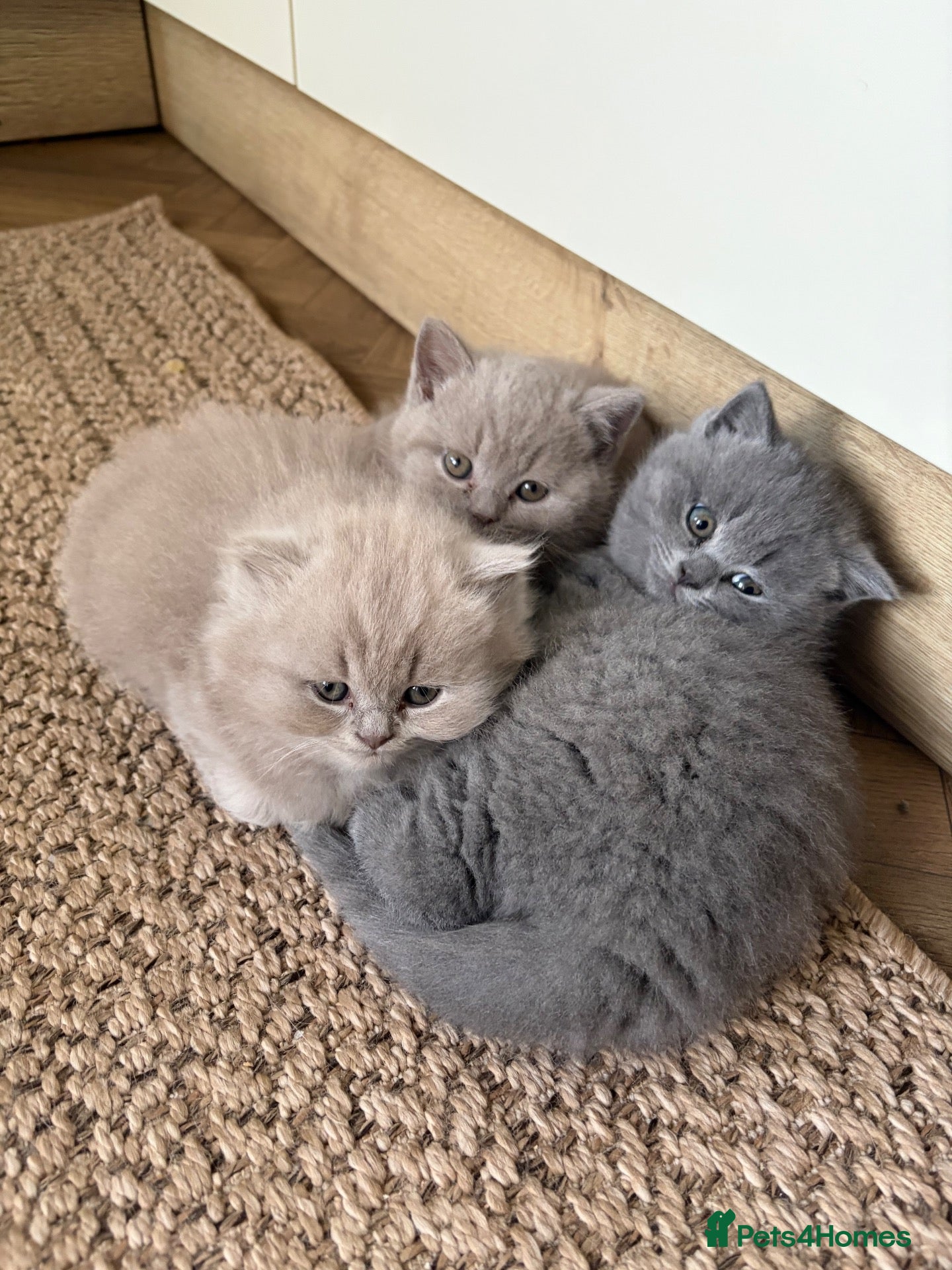British Shorthair cats Meet the boys — - Advert 1