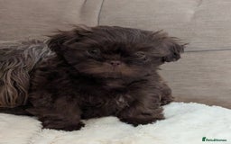 Shih Tzu dogs for sale: Imperial Shitzus - Image 18