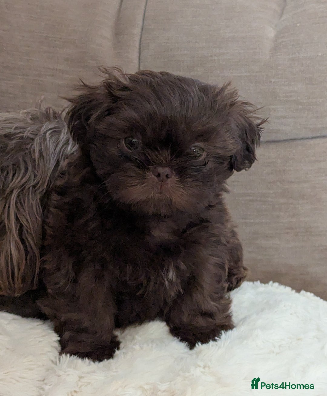 Shih Tzu dogs for sale: Imperial Shitzus - Image 18