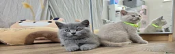 British Shorthair cats for sale: Champion Title Mum Beautiful British Shorthair. in Cardiff - Advert 9