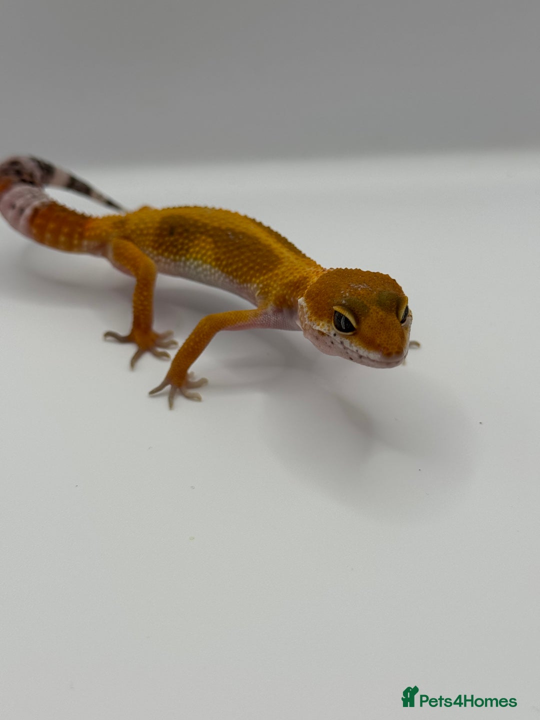 Gecko reptiles for sale: Leopard Gecko with Enclosure - Image 7