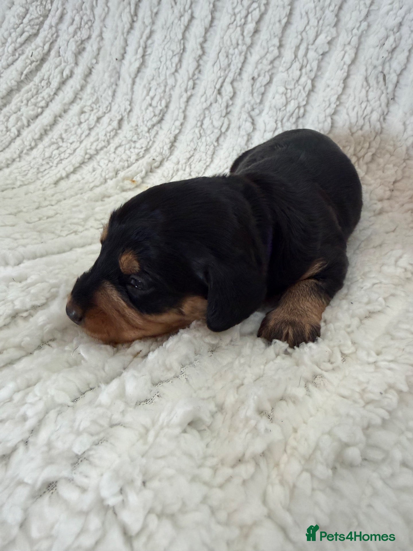 Doxiepoo dogs Miniature Doxiepoos  - Advert 2