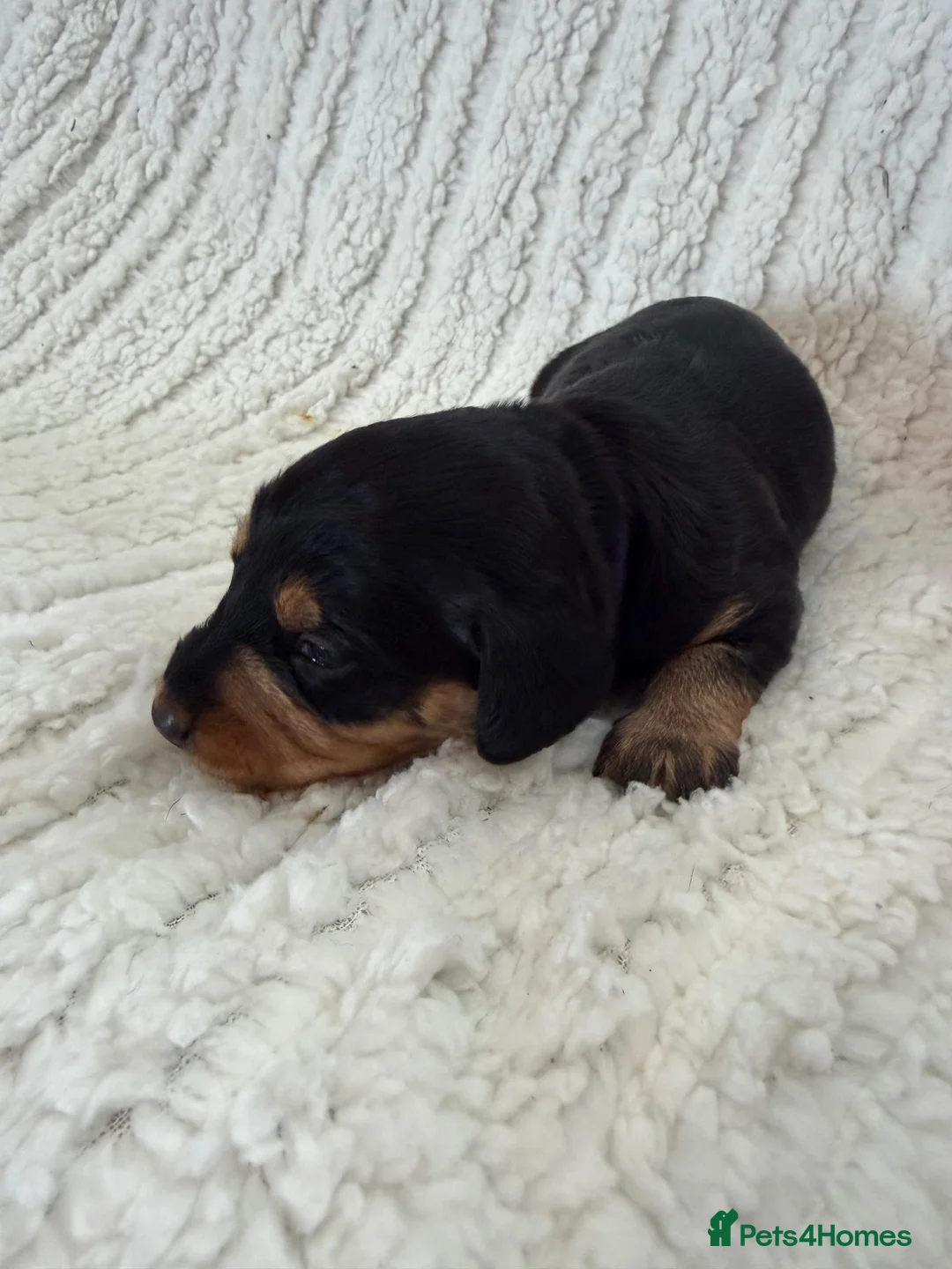 Doxiepoo dogs for sale: Miniature Doxiepoos  - Advert 2