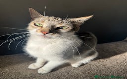 Aegean cats for sale: Female kitten  - Image 1