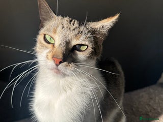 Aegean cats for sale - Advert 1