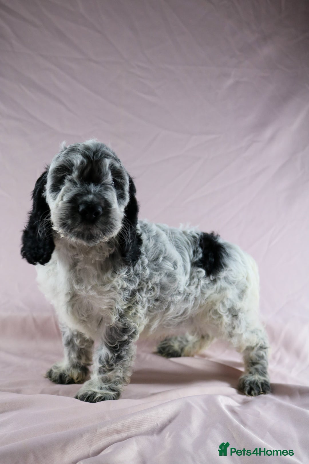 Cockapoo dogs for sale: Ready now beautiful litter F1B cockapoo puppies  in Leicester - Image 8