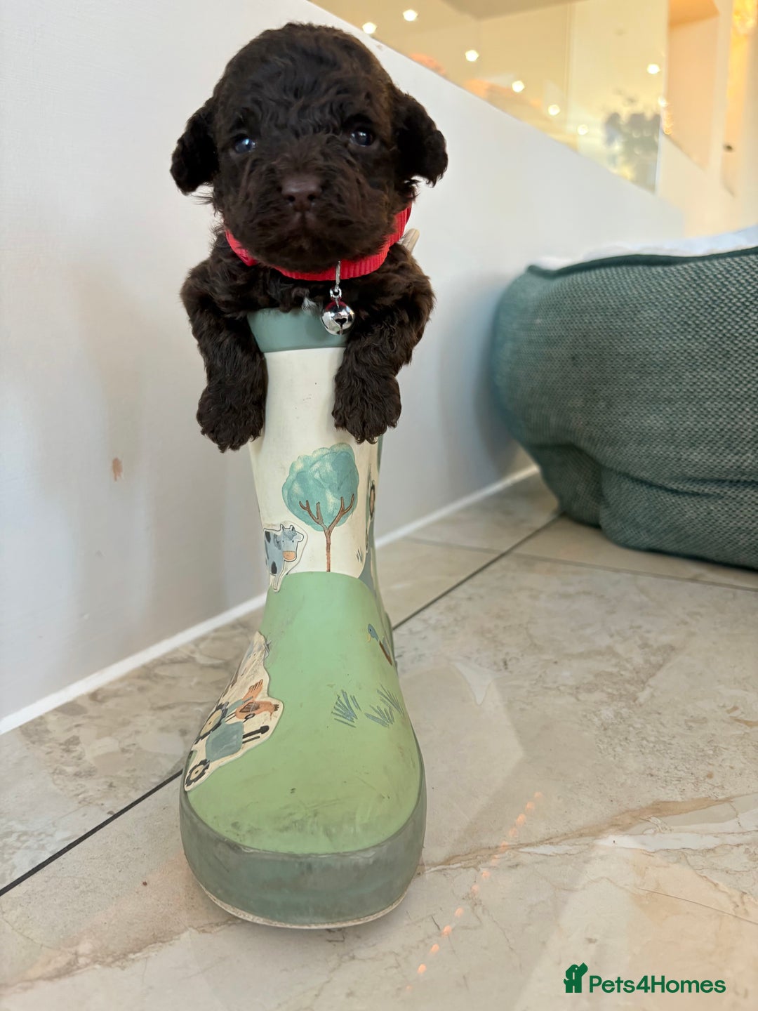 Cockapoo dogs for sale: F1B cockapoo puppies  - Advert 11