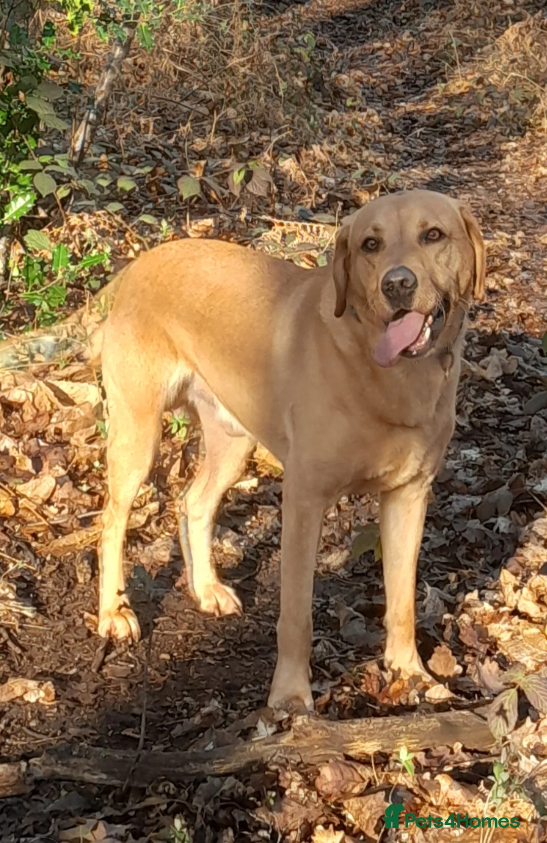Labrador Retriever dogs for stud: KC Registered Proven Stud Labrador Retriever - Advert 1