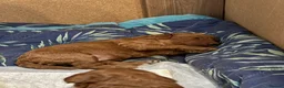 Cockapoo dogs for sale: A litter of 5 beautiful cockapoos in Halstead - Advert 13