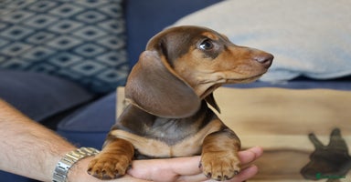 Miniature Dachshund dogs - Advert 10