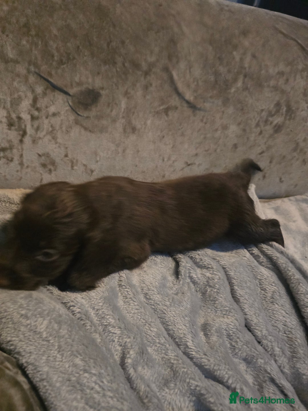 Cocker Spaniel dogs for sale: Two boys cocker spaniel  - Image 1