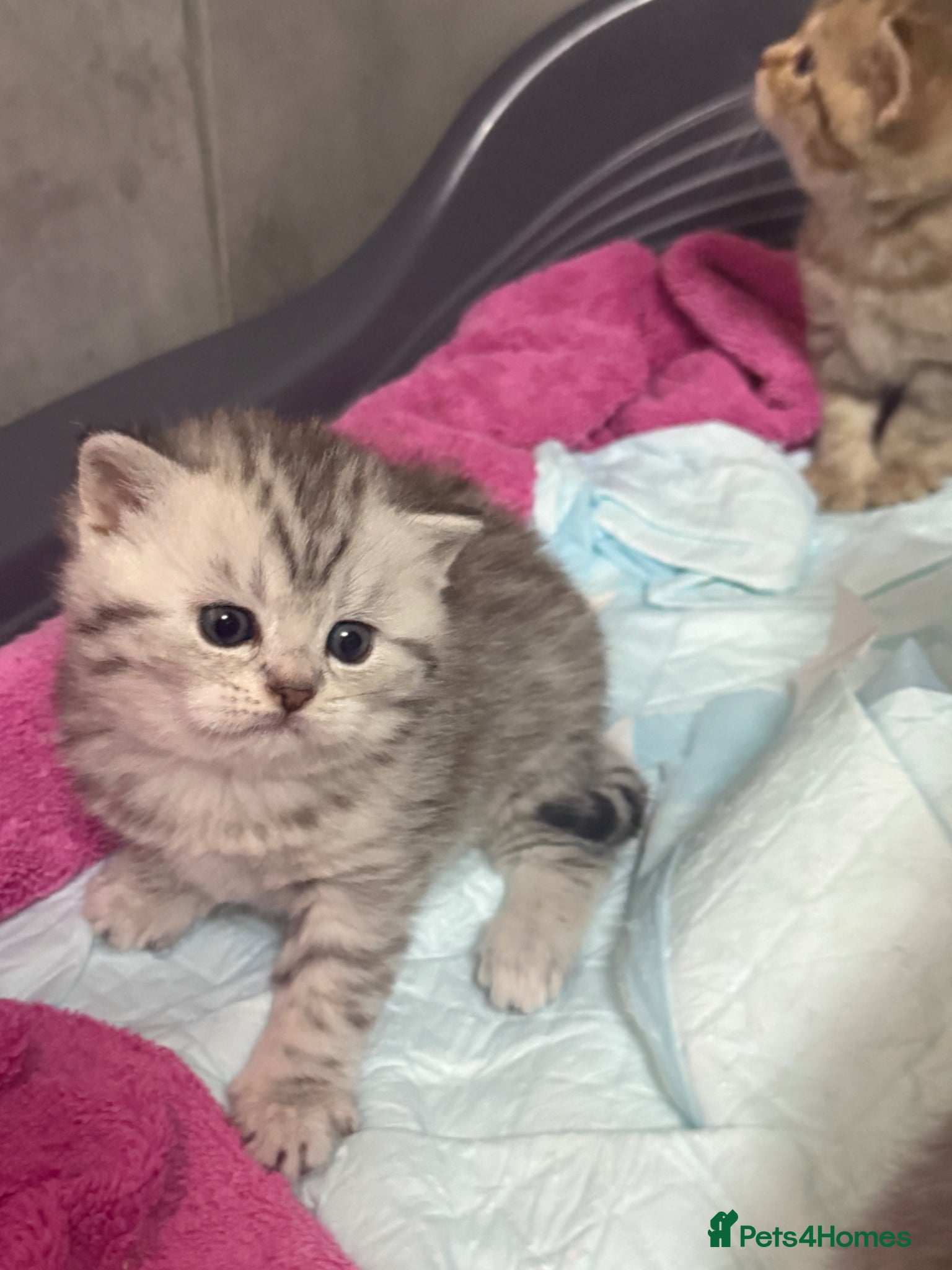 British Shorthair cats BSH kittens - Advert 2