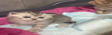 British Shorthair Kitten 1