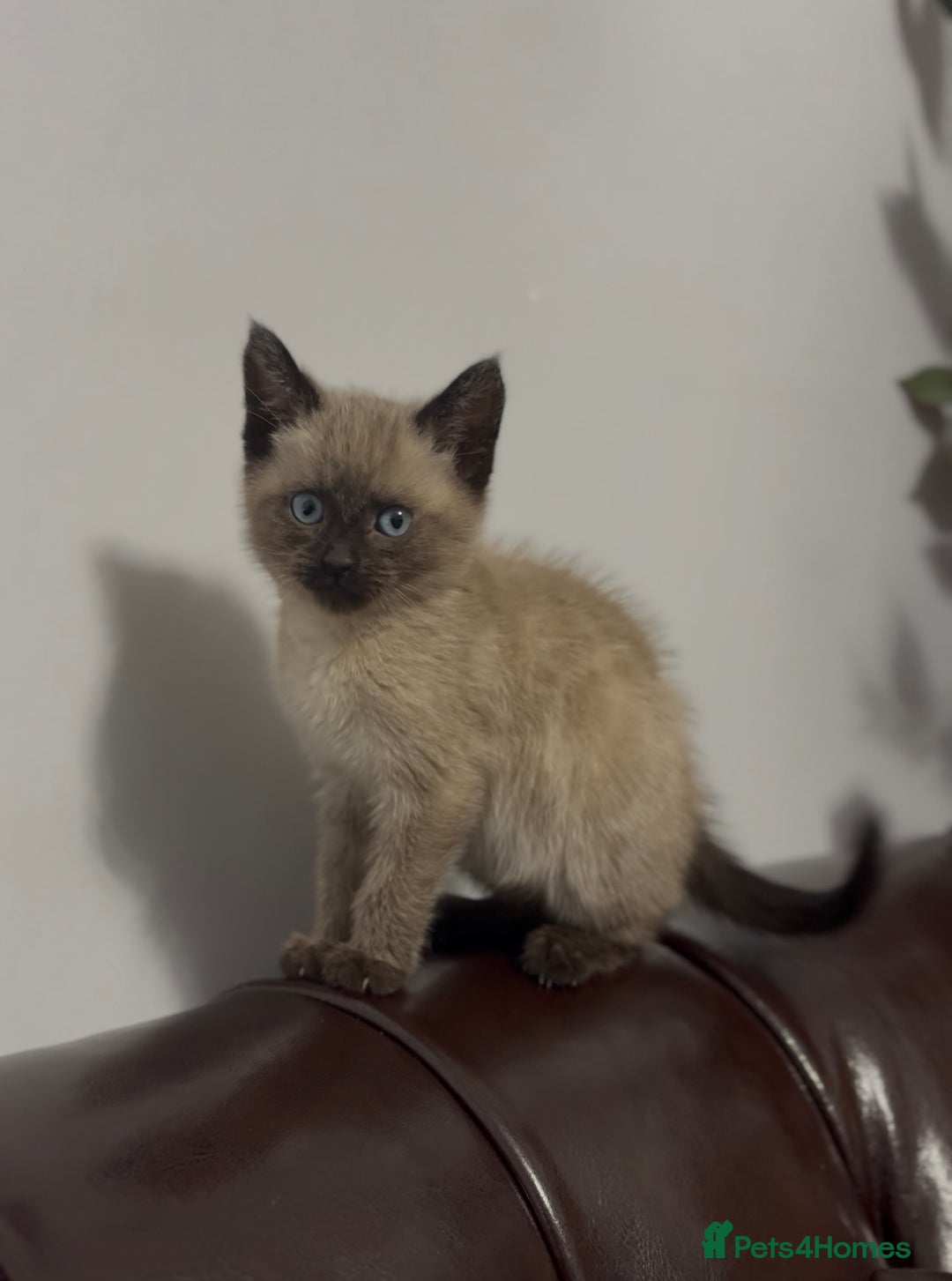 Siamese cats for sale: Purebred female Siamese kitten - Rehoming! - Advert 6